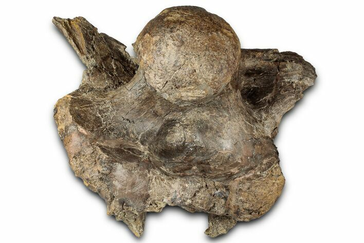 Fossil Triceratops Skull Section with Occipital Condyle - Montana #352275